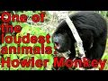 Guatemalan Howler Monkey Alouatta pigra