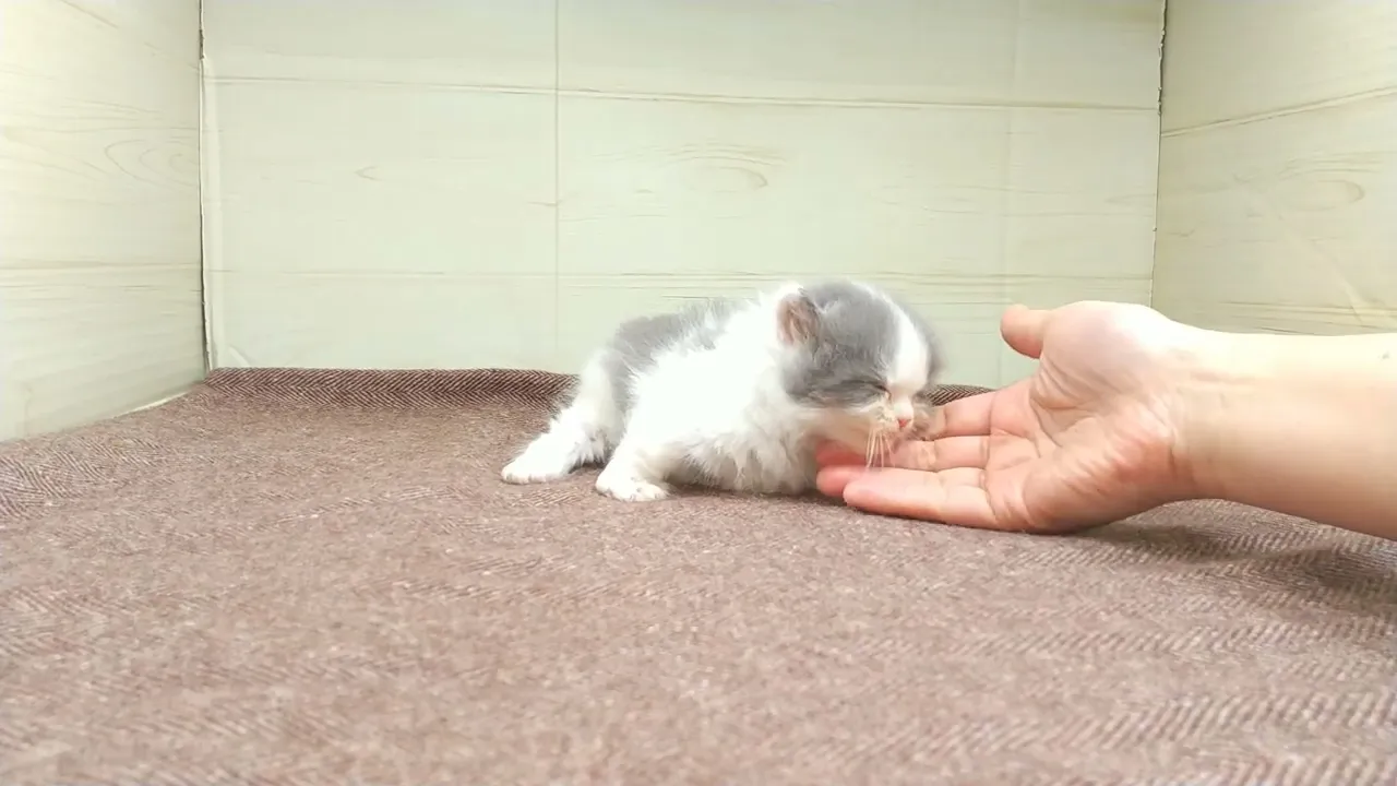 動画