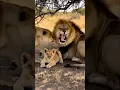 Lagu Why Did Dad Lion Get Scolded by Mom Lion While Babysitting? 🦁🤣