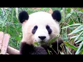 Giant Pandas No Longer Endangered