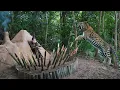 Download Lagu Leopard Attack in the Wild – I Built a Shelter on the Ground Instantly, survival alone