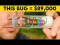Download Lagu 15 zeldzame insecten waarmee je in een mum van tijd miljonair kunt worden!