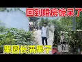 Download Lagu 一直住在山里几年，回到老妈修的婚房直接惊呆了，果园长满果子，婚房墙壁也爬满了葡萄，太意外了