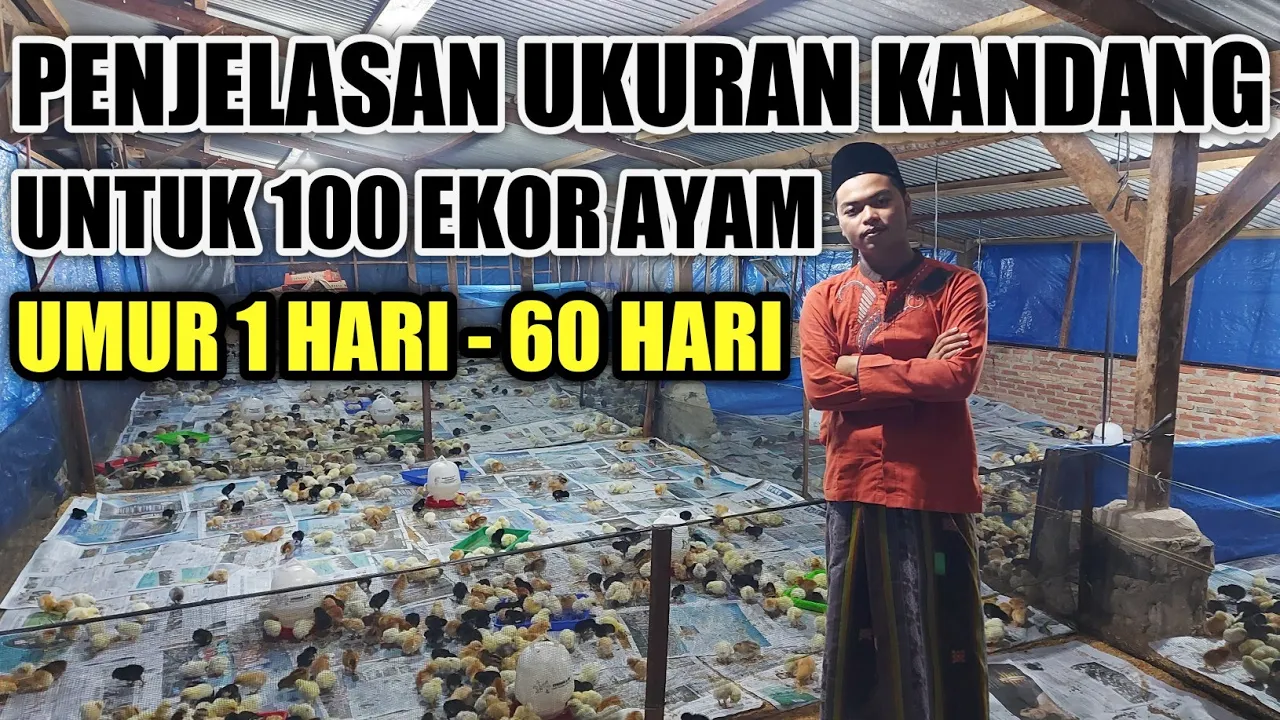 Cuma Modal Rp 3000, Ternak 1 kandang makan semua!