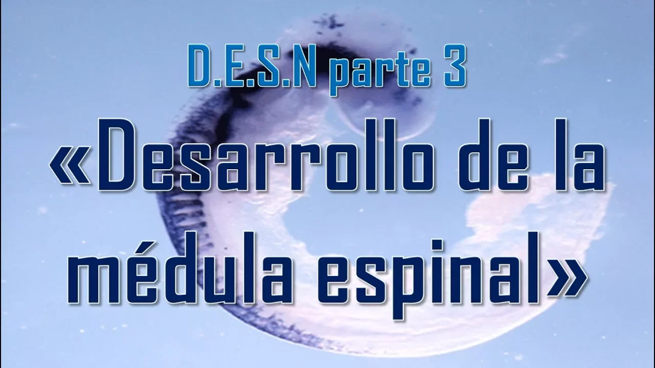 D.E.S.N parte 3 "Desarrollo de la médula espinal"
