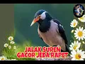 Download Lagu MASTERAN JALAK SUREN GACOR JEDA RAPET   |•••S1E7•••|