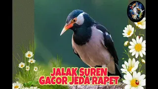 masteran jalak suren gacor jeda rapet s1e7 