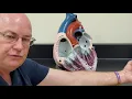 Professor Long 2402 Lab 2 4 Cardiac Circulation and Conducting System