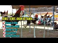 Download Lagu JENIS-JENIS AYAM KETAWA BERDASARKAN SUARA KOKOKNYA