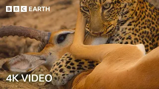 explore the secret areas of earth where nature remains untouched 4k uhd bbc earth