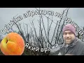 Омолодження старого абрикоса: як правильно обрізати для великого врожаю | Bodan Agro