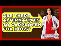 Are There Alternatives To Carprofen For Dogs - Ask A Pet Vet