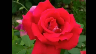 إطمن بس اطمن   نجاة الصعيرة دندنها