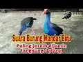 Lagu Suara burung mandar biru paling jernih dijamin langsung pada keluar