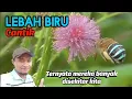 Download Lagu Serangga Unik Lebah Biru ternyata banyak di sekitar kita | Lebah Biru Blue Banded bee