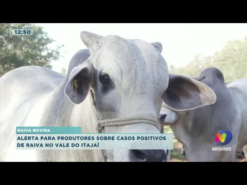 Casos positivos de raiva bovina deixam produtores em alerta no Vale do Itajaí