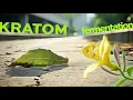 Kratom Fermentation Yellow Gold Red Bentuangie secret ways of kratom harvesting