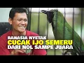 RAHASIA SUKSES , NYETING CUCAK IJO SEMERU DARI NOL SAMPE JUARA