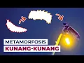 Download Lagu Siklus Hidup Kunang kunang dan Sumber Cahaya Mereka #temansains