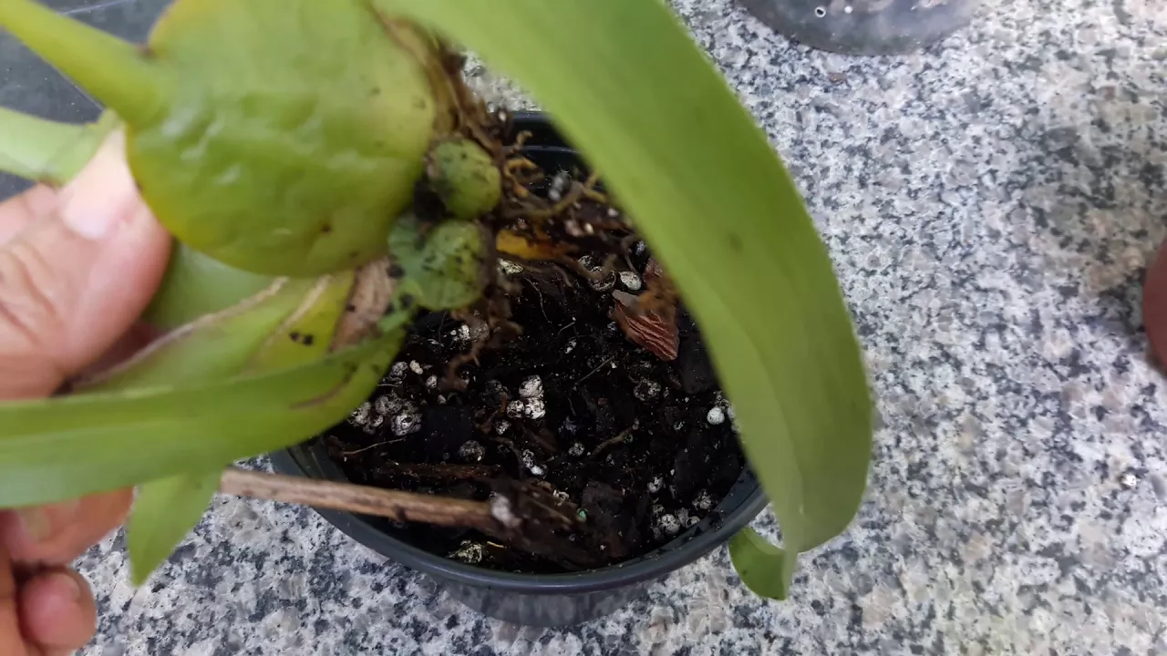 ORQUIDEA FIRME NO VASO TEM UM DESENVOLVIMENTO SAUDÁVEL