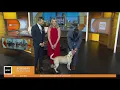 Zack Green s dog Scout visits WBZ TV set during morning newscast