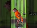 Download Lagu Redsiskin Dilute, masteran kenari masa kini #canary #kenariisian #masteranburung