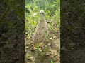 suara puyuh saat panggil kawanan