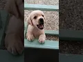 Download Lagu puppy sound🐶Labrador puppy barking sound🔊lab puppy funny shorts #shorts #dog #dogs #puppy #ytshorts