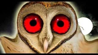 Download Owl Sounds to Scare at Night MP3