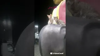 قولو للعويل دندنها