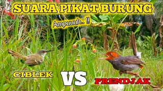 suara pikat burung ciblek kombinasi prendjak kepala merah