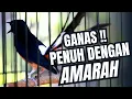 Download Lagu MURAI BATU GACOR FULL ISIAN TEMBAKAN KASAR KRETEKAN GANAS SANGAT AMPUH MEMANCING MURAI BATU EMOSI