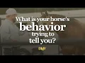 Download Lagu What is Your Horse's Behaviour Trying to Tell You? With Josh Nichol