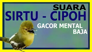Download SUARA SIRTU - CIPOH GACOR MENTAL BAJA MP3