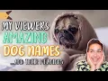 95 CUTE UNIQUE DOG NAMES Male Female Pets Reacting To Viewers Cute Dog Names WITH PICTURES