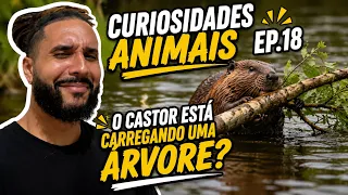 Curiosidades ANIMAIS! Ep.18 - Castores derrubam ÁRVORES