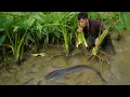 I Went to Collect Wild Taro for My Pigs Then I Found a Giant Catfish