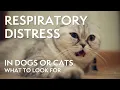 How to Recognize Respiratory Distress in Your Dog or Cat