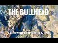 Download Lagu The Bullhead: a Fish With a Favourite Stone
