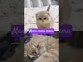 Download Lagu Anak Kucing lucu video call sama ibunya.duh gemes banget #funnycat #kitten #cats #kucing #kucinglucu