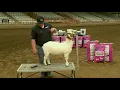 Show Goat Clipping