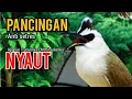 Lagu TRUCUK BETINA Gacor UPLIK variasi komplit PANCINGAN agar BUNYI, jadikan burung trucuk BUNYI sketika 