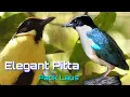 Download Lagu The Most Beautiful Calls of Pitta (Elegant Pitta) | Kicauan Burung Paok Laus - EduBird Project