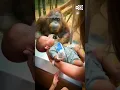 Orangutan taps glass inspects baby at Louisville Zoo