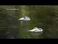Trumpeter Swans do the washing ritual 4K