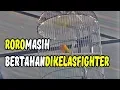 Download Lagu Lovebird  RORO - Kampiun Kelas Fighter PIALA RAJA 2019