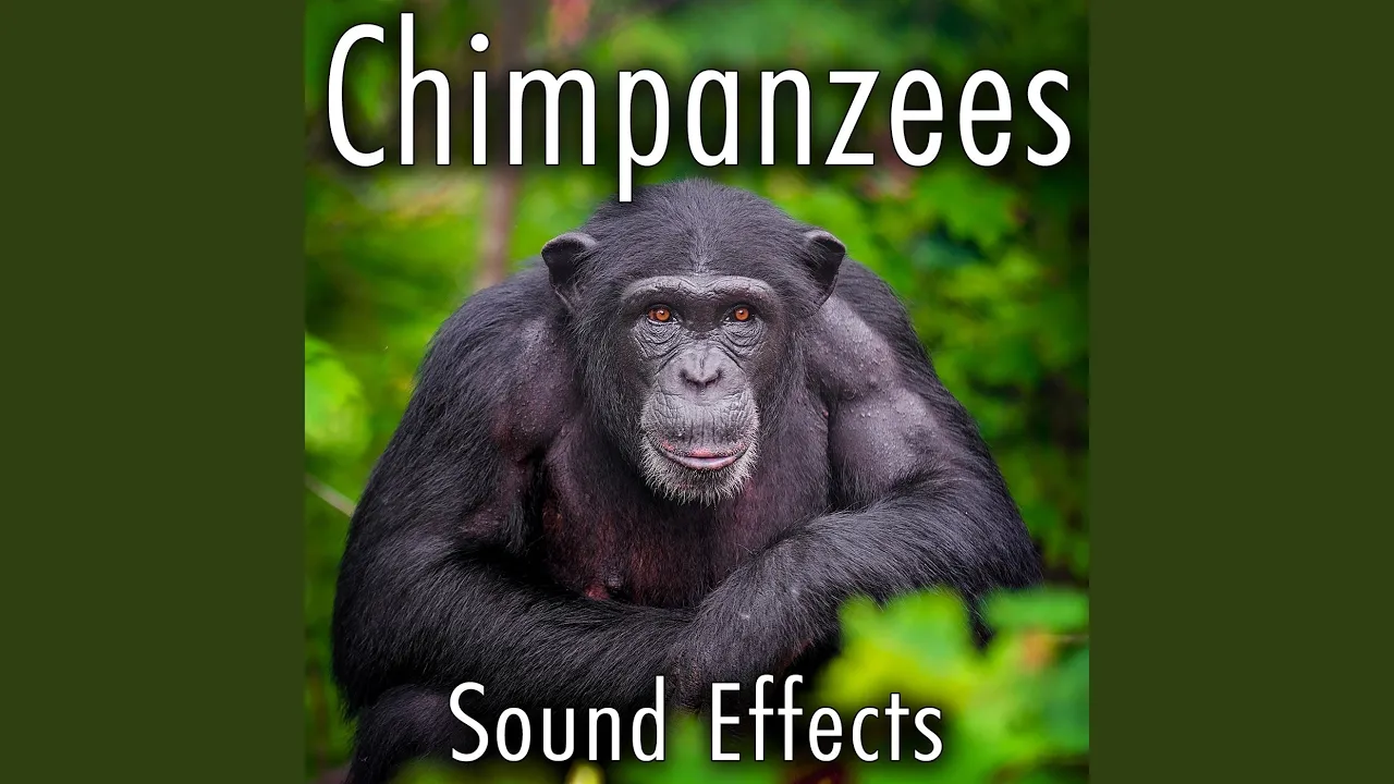 Chimpanzee Panting Chimpanzee Panting