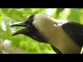 Download Lagu Crow birds unity anger and sounds