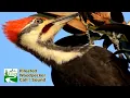 Download Lagu Pileated woodpecker call / sound