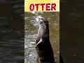 Download Lagu Otter #shorts MP3